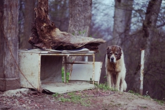 Norayr_Chillingarian_Prowincja