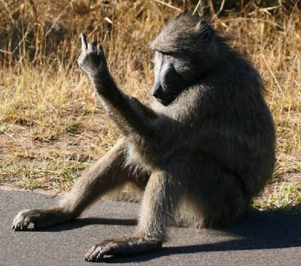 baboon